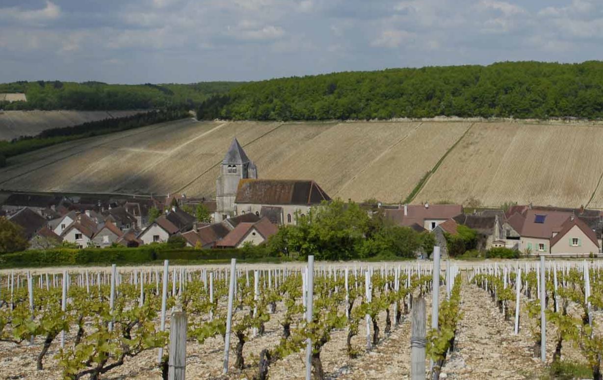 シャリー・ニコル シャブリ景色1